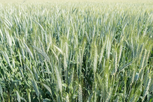 Unripe wheat ears green field