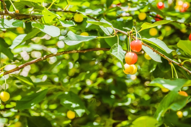 Unripe yellow and red cherries ripen on the tree in summer shal