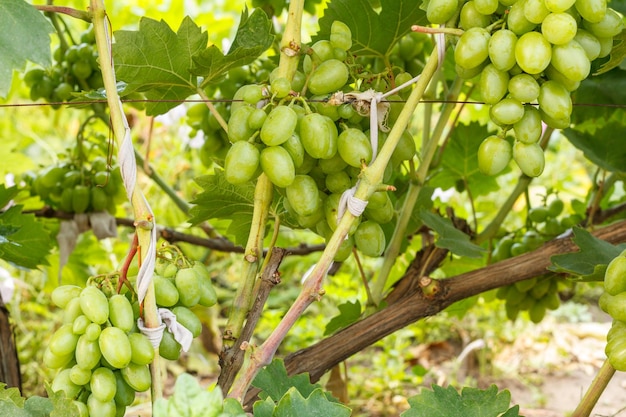 Unripe young wine grapes in summer vineyard