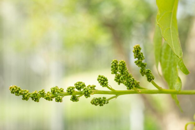 Unripe young wine grapes in vineyard in early summer