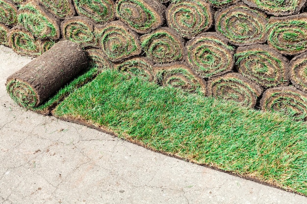 Unrolled green roll of lawn on the background of a stack of other rolls