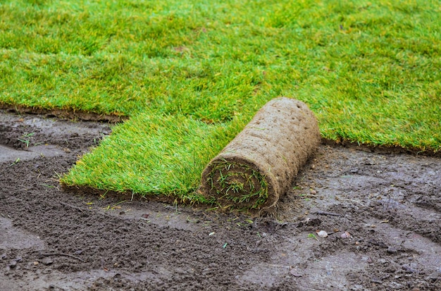 Unrolling laying sod for new garden lawn at a residential construction site