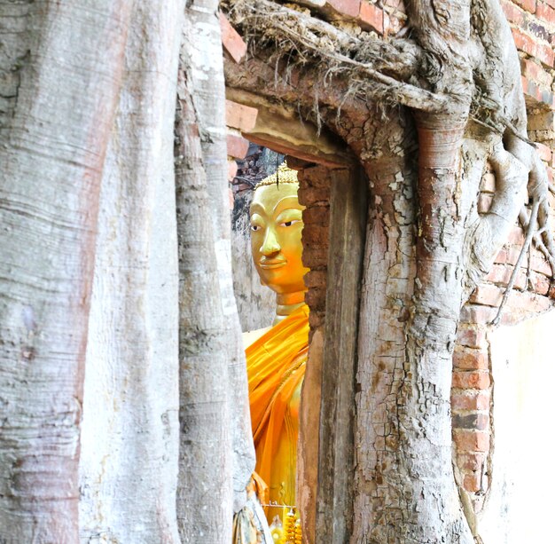 Unseen Thailand, Ruins of old temple with a Bodhi tree root