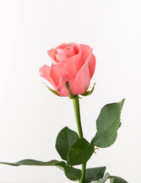 Untreated and crude rose on white background