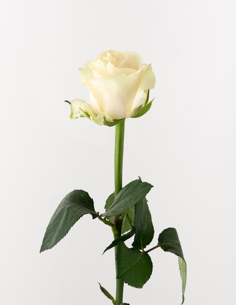 Untreated and crude rose on white background