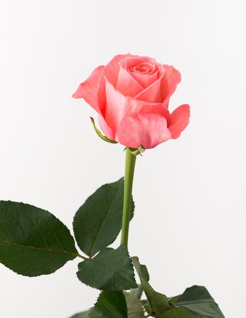 Untreated and crude rose on white background