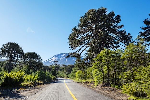 Unusual Araucaria trees in Andes mountains, Chile