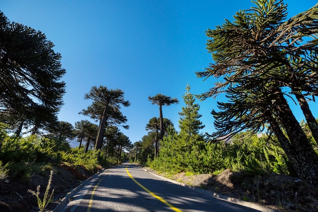 Unusual Araucaria trees in Andes mountains, Chile