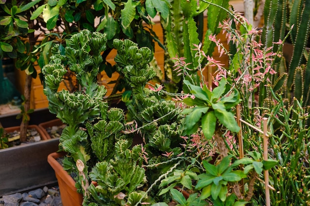 unusual cactus greenhouse with cactusin the botanical garden many plants High quality photo