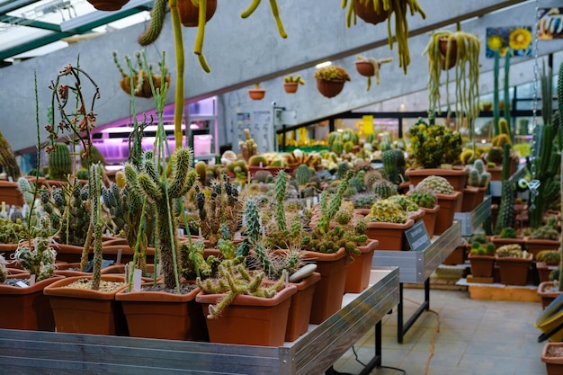 unusual cactus greenhouse with cactusin the botanical garden many plants High quality photo