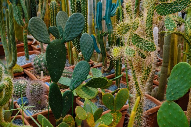 unusual cactus greenhouse with cactusin the botanical garden many plants High quality photo