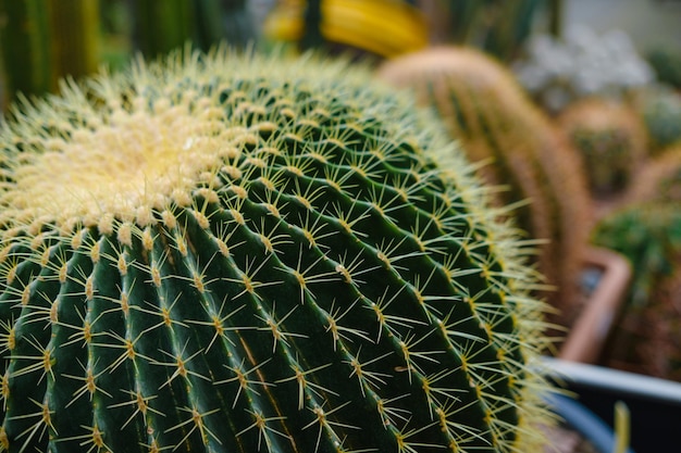 unusual cactus greenhouse with cactusin the botanical garden many plants High quality photo