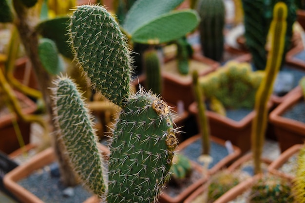 unusual cactus greenhouse with cactusin the botanical garden many plants High quality photo