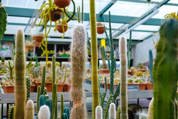 unusual cactus greenhouse with cactusin the botanical garden many plants High quality photo