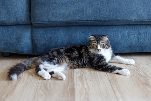 Unusual cat lies on a wooden floor near a blue sofa