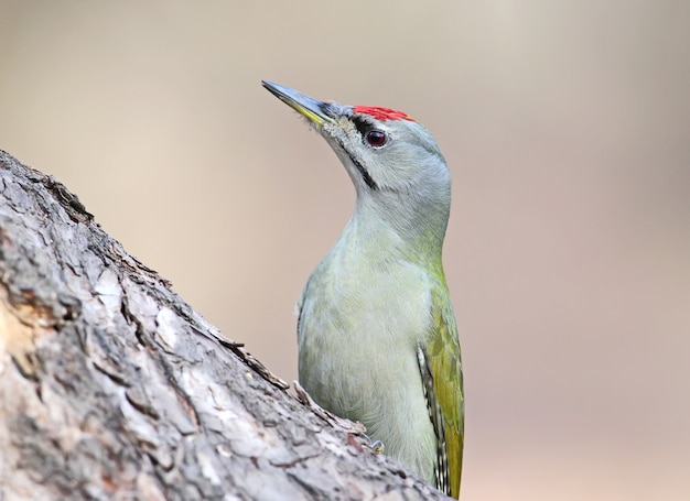 Unusual extra close up portrait of grey woodpecker on feeder.