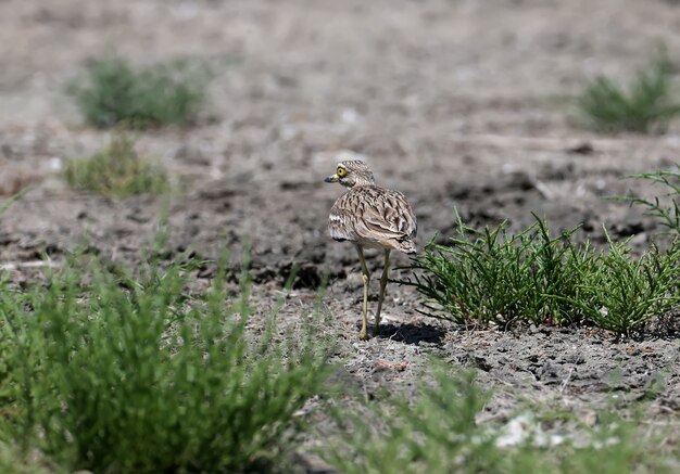 Unusual photos of an unusual bird Eurasian stone-curlew.