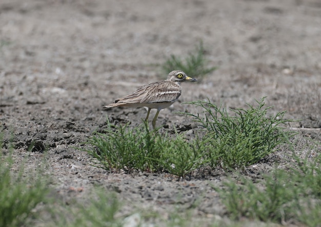 Unusual photos of an unusual bird Eurasian stone-curlew.