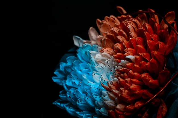 Unusual Red and Blue Dahlia.