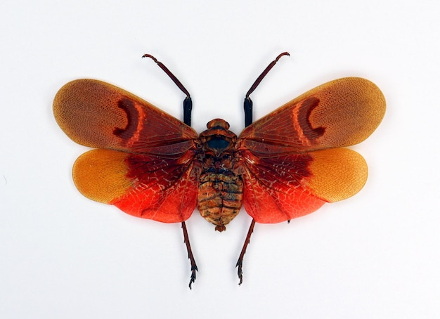 Unusual red insect cicada isolated on white. Scamandra collaris latern macro close up, collection