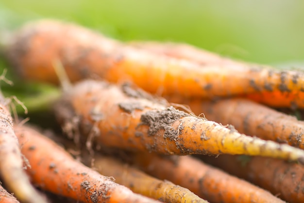 Unwashed vegetables. A bunch of fresh carrots outdoors.