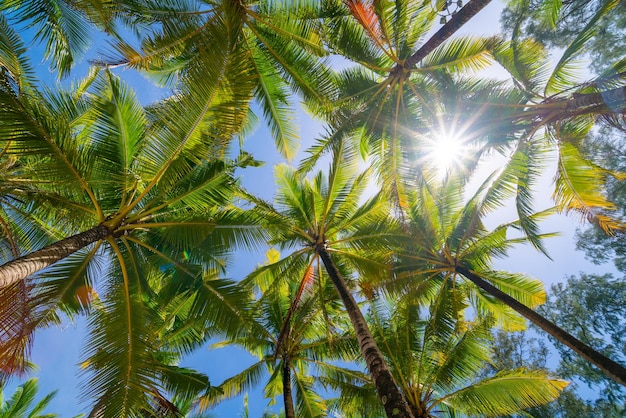 up view coconut tree light through the leaves summer