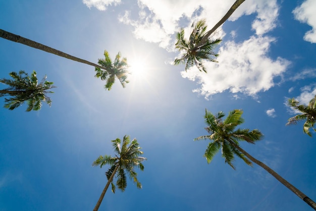 Up view coconut tree sunny cloud blue sky background