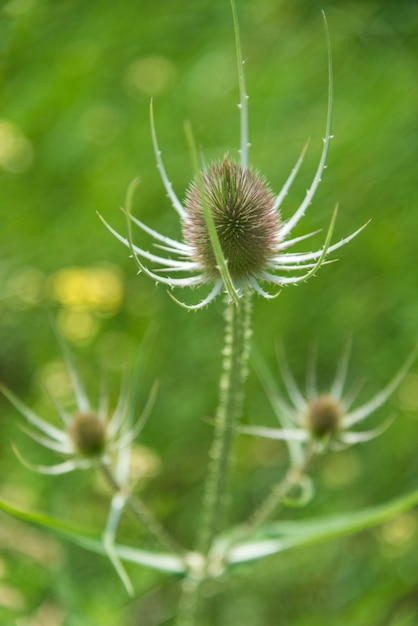 An upper view of the plant with blurry background