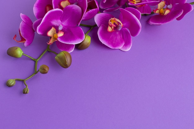 Upside down copy space background with orchids