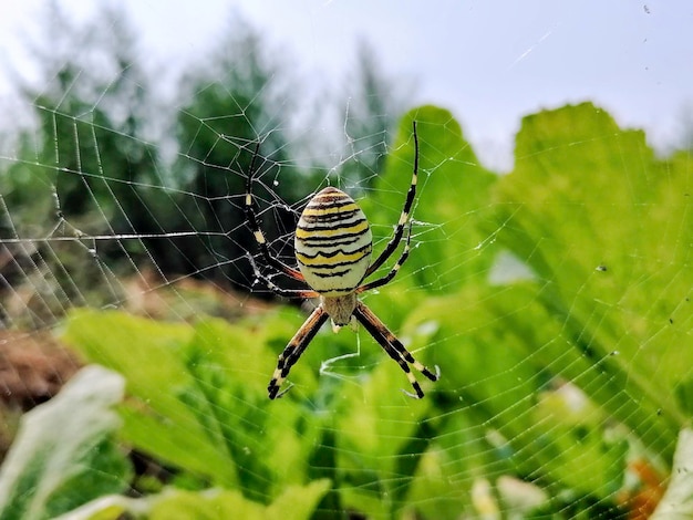 Upside down spider on cobweb close up