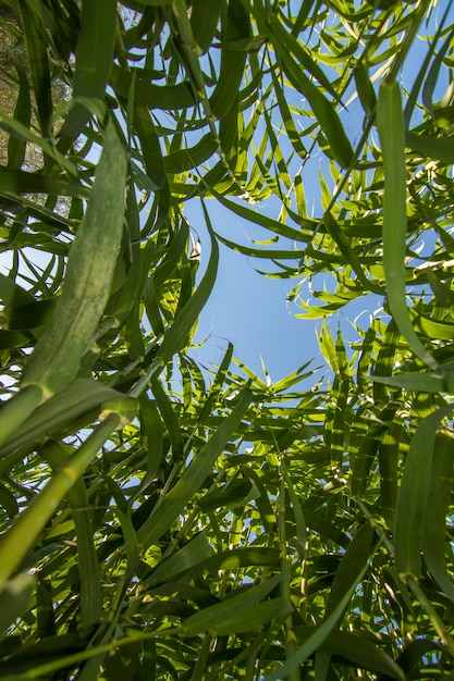 Upward view of a busy Giant Cane (Arundo donax) plants next the a stream of water.