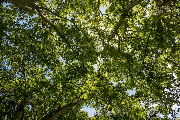 Upward view of the tree canopies