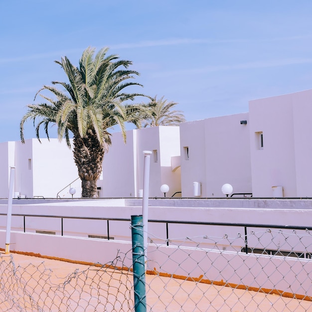 Urban Canarian tropical location and palm tree Travel aesthetic stylish concept