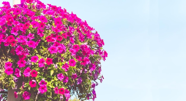 Urban flowerbed with flowers