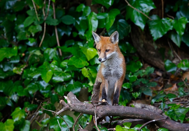 Urban fox cub exploring in the garden near their den