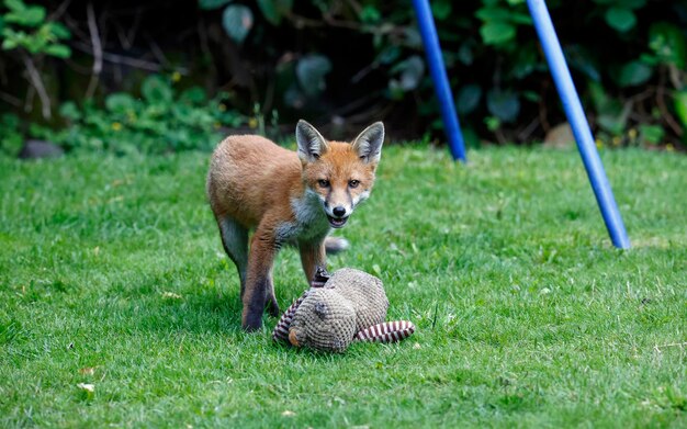 Urban fox cub exploring in the garden near their den