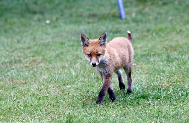 Urban fox cubs exploring in the garden