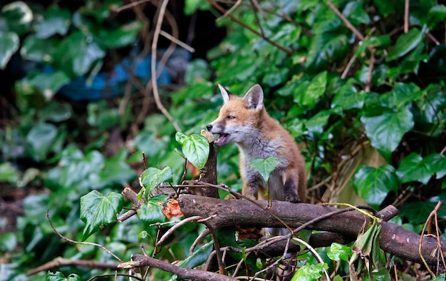 Urban fox cubs exploring in the garden