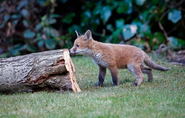 Urban fox cubs exploring the garden