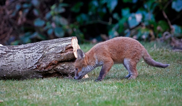 Urban fox cubs exploring the garden