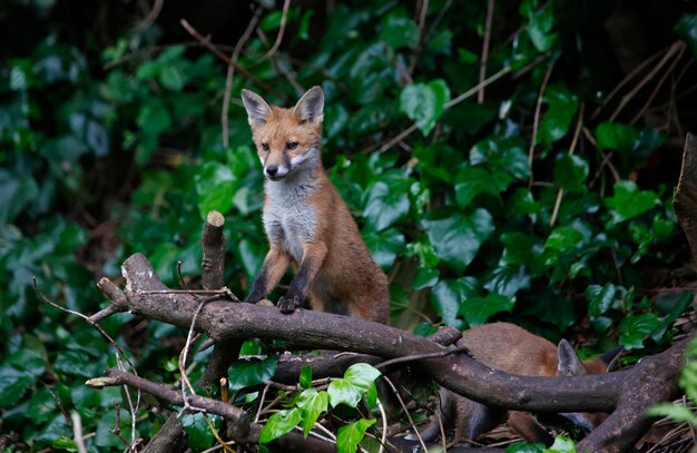 Urban fox cubs exploring the garden