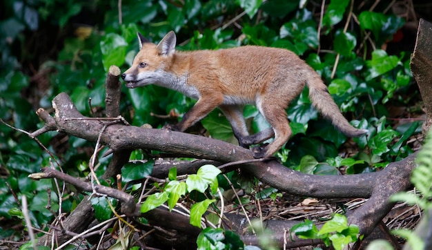 Urban fox cubs exploring the garden