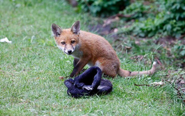 Urban fox cubs exploring the garden