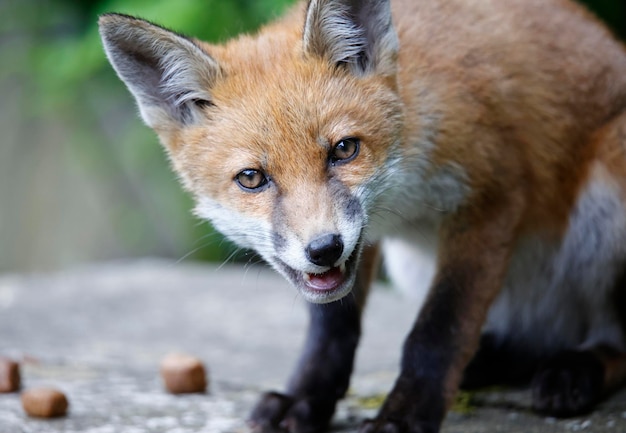 Urban fox cubs exploring the garden