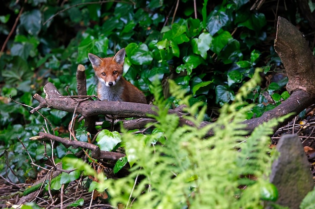 Urban fox cubs exploring the garden