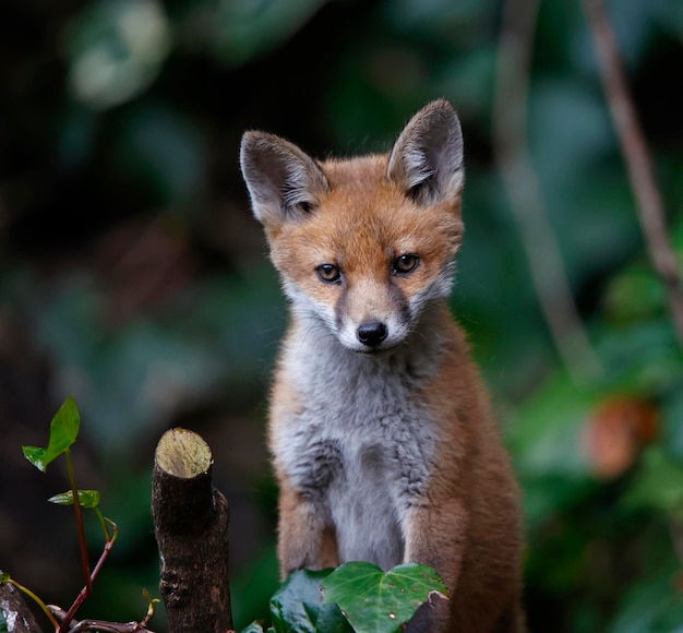 Urban fox cubs exploring th egarden near their den