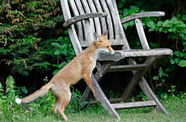 Urban fox cubs in the garden