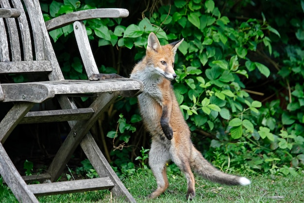 Urban fox cubs in the garden