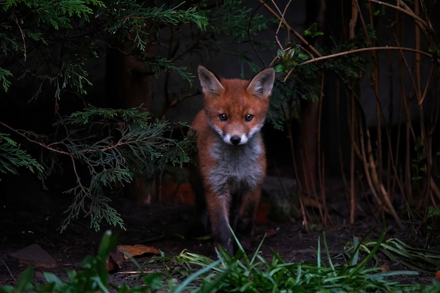 Urban fox family exploring the garden near their den.