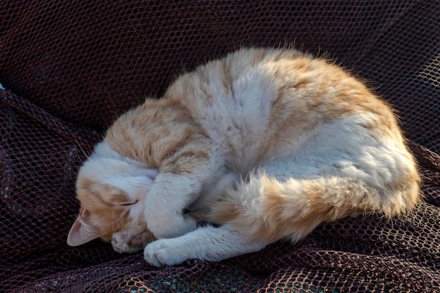 Urban homeless cat sleeps on the embankment on a evening closeup